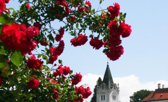 rose garden.jpg
